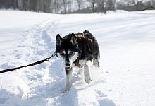 Hund l&auml;uft im Schnee - Florian Schuh/dpa-tmn