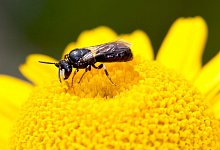 Maskenbiene - Foto: Hans-Richard Schwenninger/NABU Baden-W&uuml;rttemberg/dpa