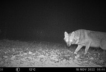 Goldschakal am Rande des Ruhrgebiets - Thorsten Vo&szlig;hage/LANUV NRW/dpa/Archivbild