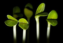 Zucchini-Keimlinge - Franziska Gabbert/dpa-tmn