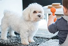 Finger weg von meinem Plastikknochen - Foto: Christin Klose