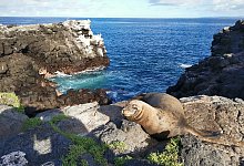 Gal&aacute;pagos Seel&ouml;we - Michael Juhran/dpa-tmn