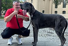 Dogge Ramses - Tobias Grahn/TNN/dpa