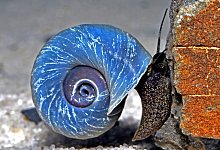 Schnecke - Foto: FLH/dpa-tmn