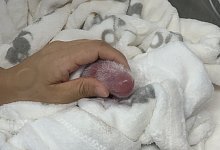 Erstversorgung - Foto: Zoo Berlin/Zoologischer Garten Berlin