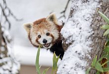 Zwei Rote Pandas bei Schnee aus Gehege ausgeb&uuml;xt - -/Walter Zoo/dpa
