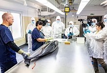 Schweinswal - Axel Heimken/dpa