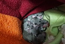 In Badezimmer gefundene Siebenschl&auml;fer ausgewildert - -/Wildtierwaisen-Schutz e.V./dpa