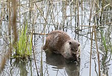 Otter sind scheue Tiere - Foto: Soeren Stache/dpa-Zentralbild/dpa-tmn
