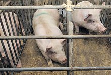 Leben auf engstem Raum - dpa