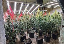 Cannabis - 1 - Polizei Lippe