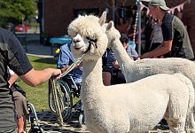 Alpakas - 1 - WG am Rathaus