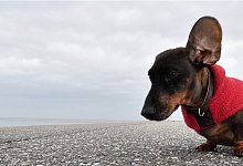 Ohren auf! - Foto: Carmen Jaspersen/dpa
