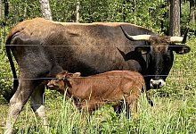 hochlandrinder-mutter-kind - Horst Biere