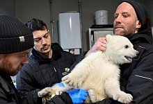 Karlsruher Eisb&auml;rbaby ist ein Junge - Timo Deible/Zoo Karlsruhe/dpa