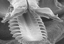 Start der Zeckensaison - Dr. Dania Richter/dpa