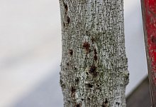 Baumpathologie - Philipp von Ditfurth/dpa