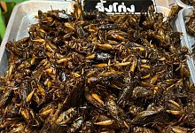 Insekten als Nahrungsmittel in Thailand - Carola Frentzen/dpa