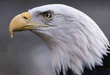 Wei&szlig;kopfseeadler - Foto: Kira Hofmann/dpa-Zentralbild/dpa