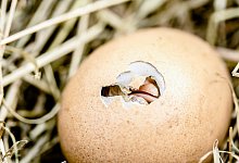 K&uuml;ken - Symbolbild: Pixabay