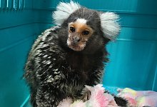 &Auml;ffchen Olaf bringt keine 400 Gramm auf die Waage. Damit er es sch&ouml;n warm hat, kam er mit seiner Kuscheldecke in die Klinik. - Praxis Vorbohle