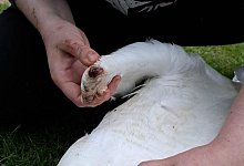 3eebc080-6a83-47e9-be46-0a87cf7c1ff5 - 1 - Wildtiere OWL e.V.