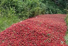 Riesiger Erdbeerhaufen in Kirchlengern - 1 - Privat