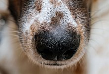 Hundenase - Wolfgang Hoppe/dpa