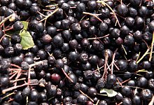 Aronia-Beeren - Foto: Sebastian Kahnert/dpa-Zentralbild/dpa/Archiv