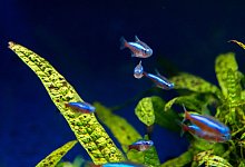 Bunte Fische schwimmen in einem Aquarium - Foto: Andrea Warnecke/dpa-tmn