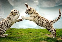 Safaripark - Andreas Fruecht