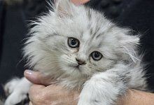 Blickkontakt mit einer Katze - Foto: Robert G&uuml;nther/dpa-tmn