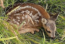 Tod durch M&auml;hmaschinen - OWL