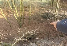 Tote Füchse - Sylvia Frevert