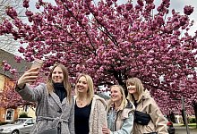 Kirschbl&uuml;ten-Allee - Jens Reichenbach