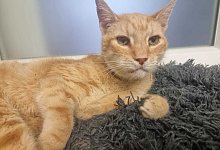 theo1_1225 - Tierheim