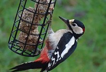 Buntspecht - Knut Schwarzer