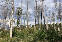 SL Stadtwald - Cordula Gröne