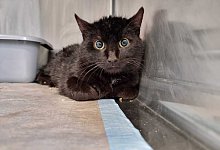 wildling_pippi-langstrumpf1_0225 - Tierheim Detmold