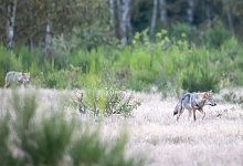 Wolfsrudel - Ingolf K&ouml;nig-Jablonski/dpa