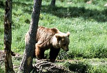 Nachwuchs bei Frankreichs Pyren&auml;en-B&auml;ren - Foto: SIPA/epa/dpa/Archiv