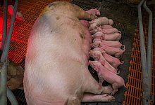 Tierzucht in Sauenanlage - picture alliance / Jens Büttner/dpa-Zentralbild/ZB