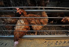 K&auml;fighaltung - Foto: picture alliance / dpa