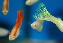 Guppys - Foto: Franziska Gabbert