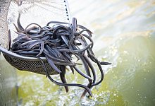 Europäischer Aal ist «Fisch des Jahres 2025» - Sebastian Gollnow/dpa