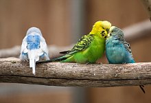 Wellensittiche sitzen auf einem Ast - Foto: Silas Stein/dpa