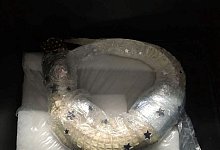 Alligator in Frischhaltefolie - -/Hauptzollamt M&uuml;nchen/dpa