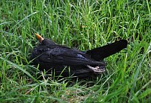 Sorge um Amseln - Foto: Michael Beusch/Nabu