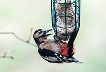 Futterspender f&uuml;r den Buntspecht - Foto: Andrea Warnecke/dpa-tmn