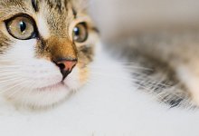 Katze - Julian Stratenschulte/dpa